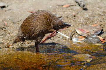 Steward Island weka Gallirallus australis scotti. Juvenile scratching. Boulder Beach. Ulva Island....