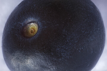 blueberry ultra macro