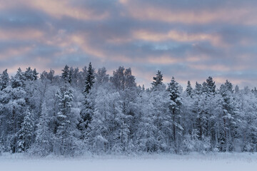 Fototapeta na wymiar .trees crystallized from the cold in Lapland