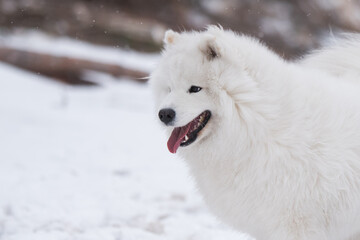 Samoyed white dog muzzle close up is on Baltic sea beach