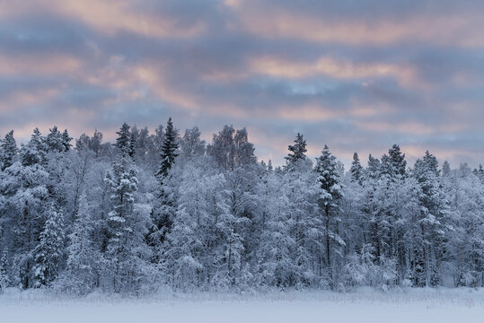 .trees crystallized from the cold in Lapland © paolo maria airenti