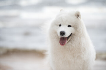 Fototapeta premium Samoyed white dog muzzle close up is on Baltic sea beach