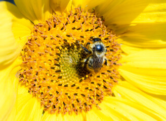 bumblebee in pollen on a sunflower flower