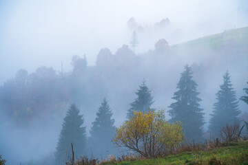 Colorful trees in the Carpathian mountains covered with thick gray fog