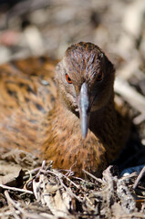 Steward Island weka Gallirallus australis scotti resting. Boulder Beach. Ulva Island. Rakiura National Park. New Zealand.