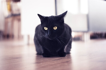 Schwarze Katze