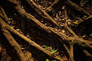 root of the big tree