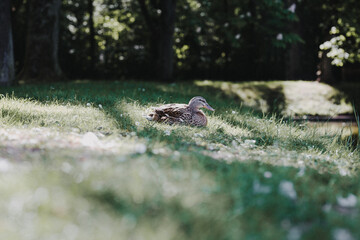 Ente