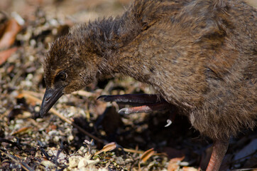Fototapeta premium Steward Island weka Gallirallus australis scotti. Juvenile scratching. Boulder Beach. Ulva Island. Rakiura National Park. New Zealand.