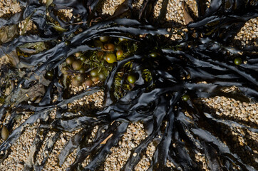 Algae washing up on a beach. Boulder Beach. Ulva Island. Rakiura National Park. New Zealand.