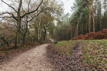 Cannock Chase National Forest UK