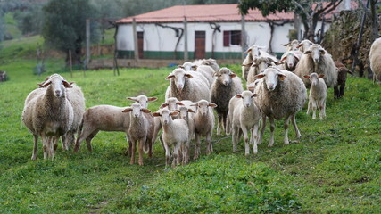 Fototapeta premium Ovelhas. Agricultura. 