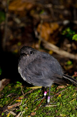 Stewart Island robin Petroica australis rakiura. Ulva Island. Rakiura National Park. New Zealand.