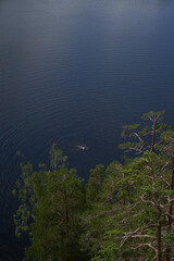 A man swims in a clear forest lake near the pine shore on a sunny day.