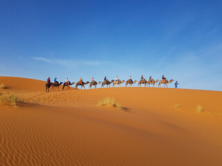 Fototapeta na wymiar camel caravan in sahara desert