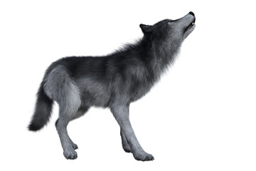 Grey wolf howling, 3D illustration isolated on white background.