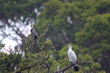 Little pied cormorant Microcarbo melanoleucos brevirostris to the left and pied shag Phalacrocorax...