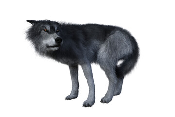 Grey wolf standing and looking back, 3D illustration isolated on white background.