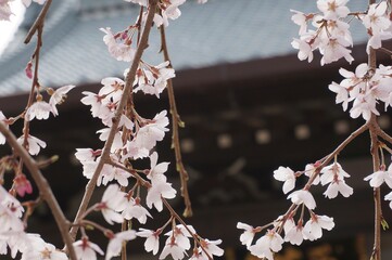 桜とお寺