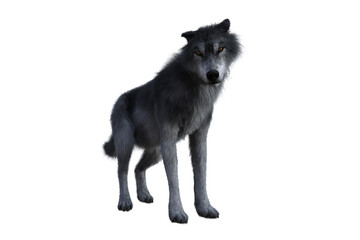 Grey wolf standing with submissive expression. 3D illustration isolated on white background.