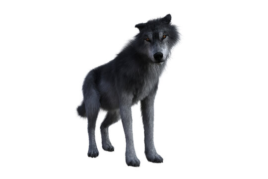 Grey wolf standing with submissive expression. 3D illustration isolated on white background. © IG Digital Arts
