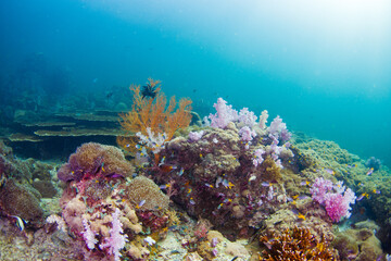 A beautiful, brightly colored tropical coral reef in a tropical ocean.