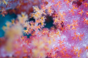 A beautiful, brightly colored tropical coral reef in a tropical ocean.