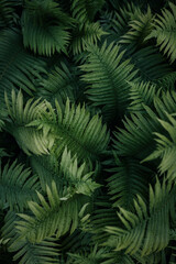Fototapeta na wymiar leaves natural structure pattern water drops fern