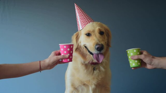 Loving family  with their Golden retriever dog celebrate  birthday party at home. Cheers