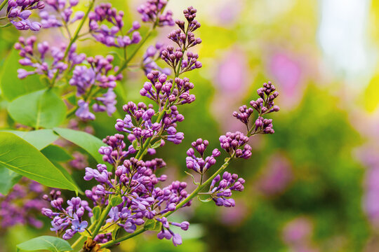 lilac blossom in the garden. beautiful nature background in spring on a sunny day. bunch of purple purple flowers on the twig of a green shrub