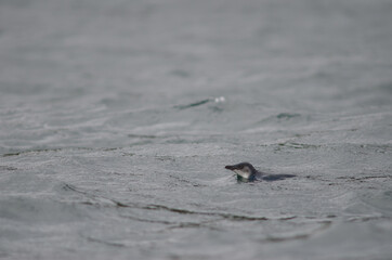 Little penguin Eudyptula minor. Stewart Island offshore. New Zealand.