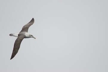 White-capped albatross Thalassarche cauta steadi. Stewart Island offshore. New Zealand.
