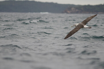 White-capped albatross Thalassarche cauta steadi. Stewart Island offshore. New Zealand.