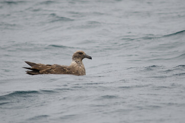 Parasitic jaeger Stercorarius parasiticus. Juvenile. Stewart Island offshore. New Zealand.