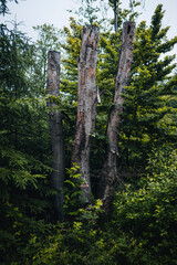 Fototapeta premium leaves natural structure pattern