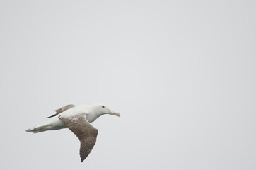Southern royal albatross Diomedea epomophora. Stewart Island offshore. New Zealand.