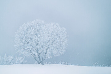 Fototapeta na wymiar Paysage de montagne enneigée avec des arbres - Ambiance glacial d'hiver froid
