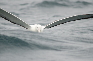 Southern royal albatross Diomedea epomophora partially hidden by a wave. Stewart Island offshore. New Zealand.