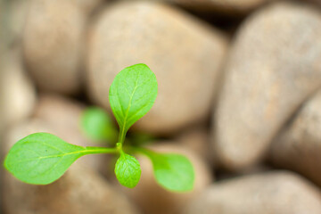 plants grow within a rock