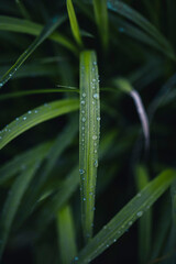 leaves natural structure pattern