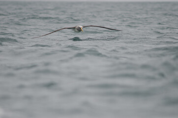 Buller's albatross Thalassarche bulleri. Stewart Island offshore. New Zealand.
