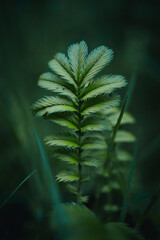 leaves natural structure pattern