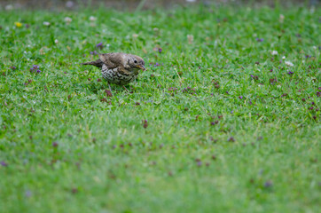 Song thrush Turdus philomelos clarkei with food in its beak. Oban. Stewart Island. New Zealand.