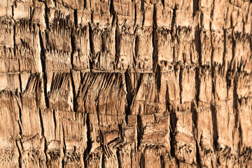Beautiful texture of the big coconut palm trunk