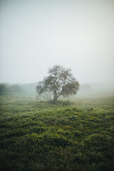 tree fog morning mystical