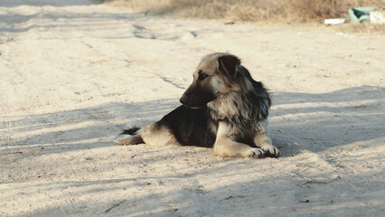 And abandoned dogs.from owners who are not ready to raise dogs.