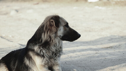 And abandoned dogs.from owners who are not ready to raise dogs.