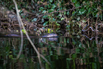 Common otter, lutra lutra, close up of head and body while resting outside water on a Scottish river during winter.
