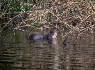 Common otter, lutra lutra, close up of head and body while resting outside water on a Scottish river during winter. - 410123218
