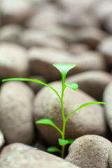 plants grow within a rock